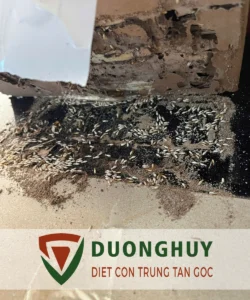 Diệt côn trùng Dương Huy