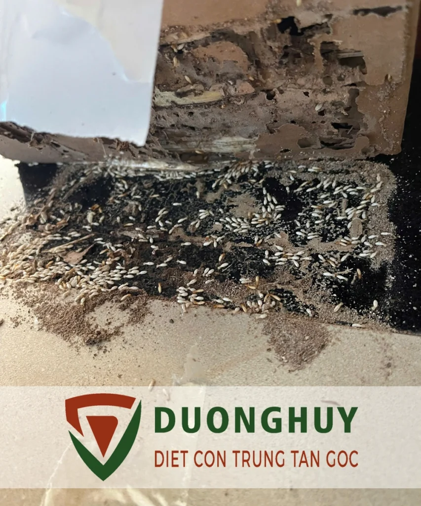 Diệt côn trùng Dương Huy