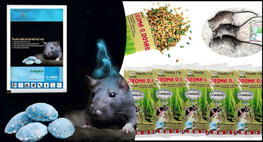 Dịch vụ diệt chuột Bình Dương