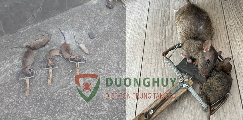 Diệt chuột Dương Huy, diệt chuột TP HCM