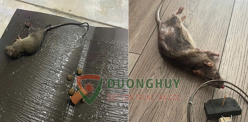 Diệt chuột Dương Huy, diệt chuột TP HCM